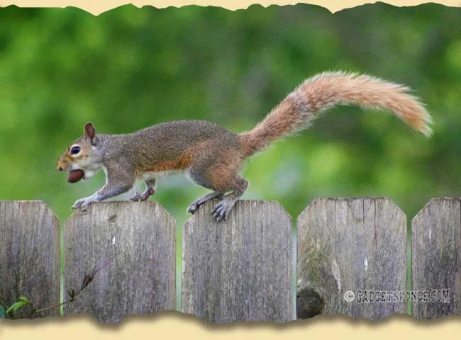 easternaturepics4.jpg