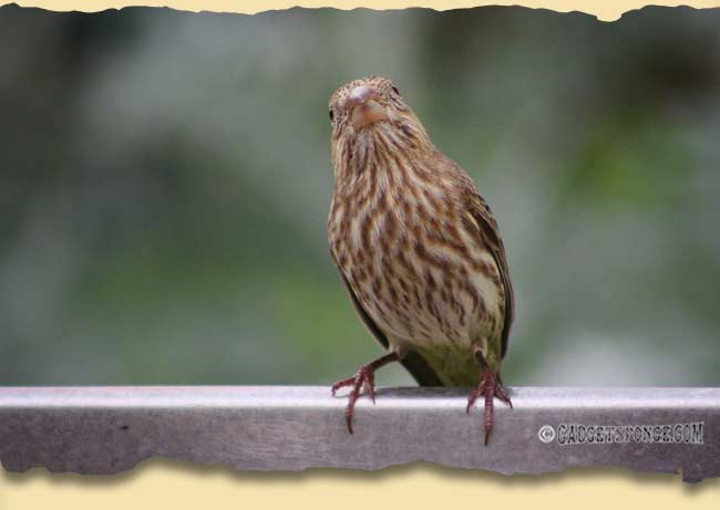 easternaturepics9.jpg