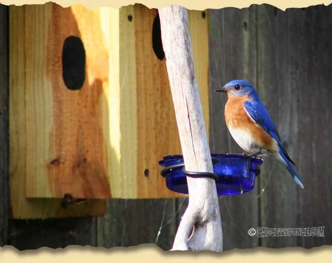 easternaturepics7.jpg