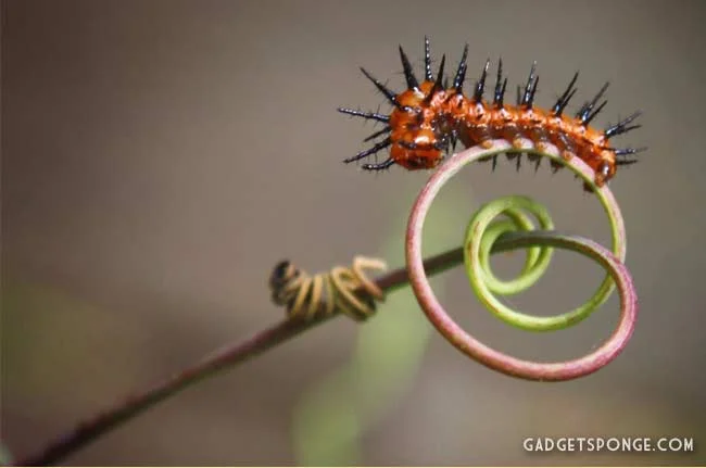 gulffritillarycaterpillar1.jpg