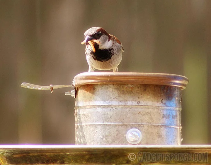 housesparrowmealworms.jpg
