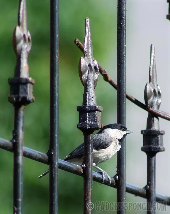carolinachickadeeonmetalfence.jpg