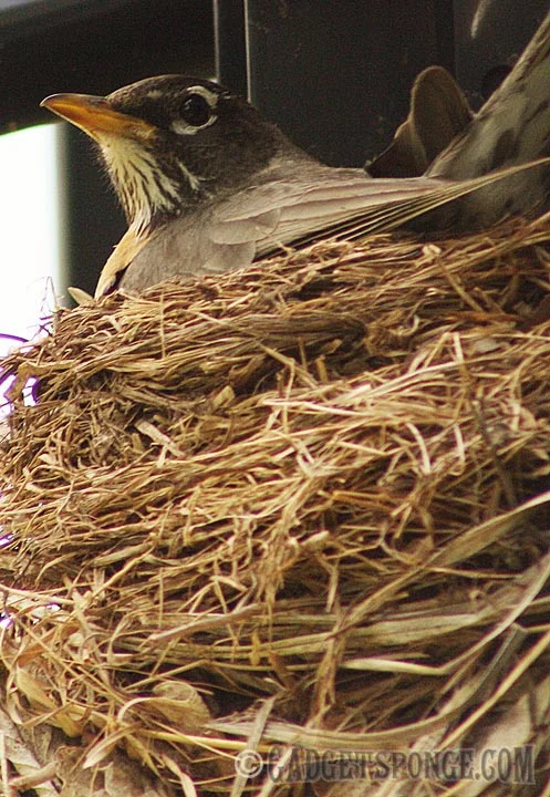 robinatnest.jpg
