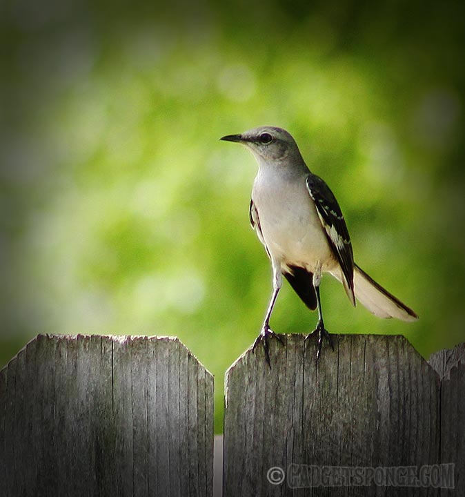 mockingbirdonfencepose.jpg