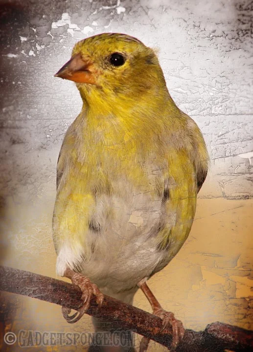 antiquegoldfinch.jpg