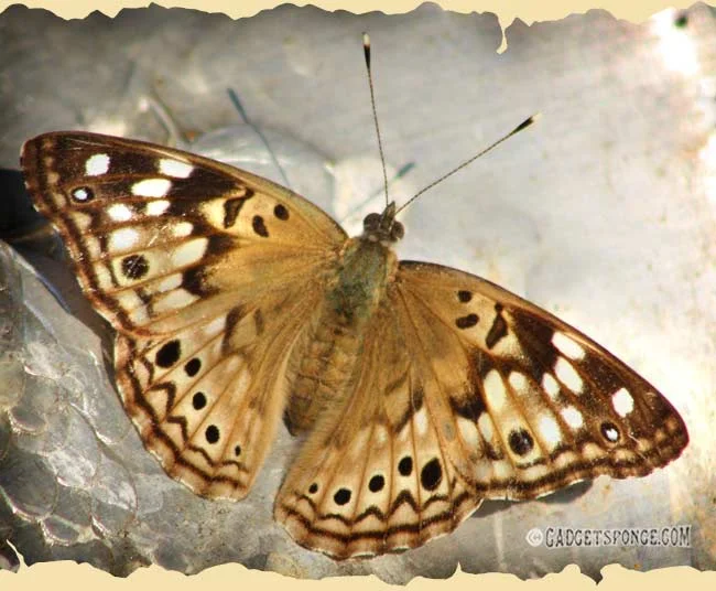 empressleiliabutterfly1.jpg