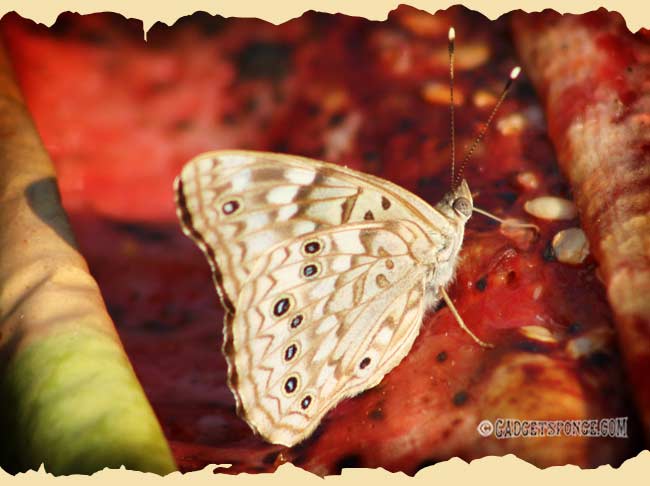 empressleiliabutterfly2.jpg