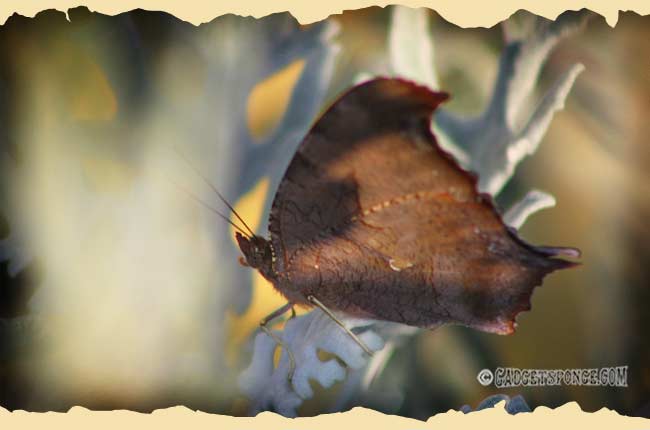graycommaleafwingbutterfly2.jpg