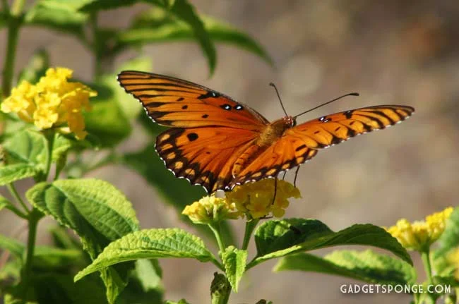 gulffritillarycaterpillar6.jpg