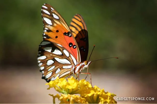 gulffritillarycaterpillar5.jpg