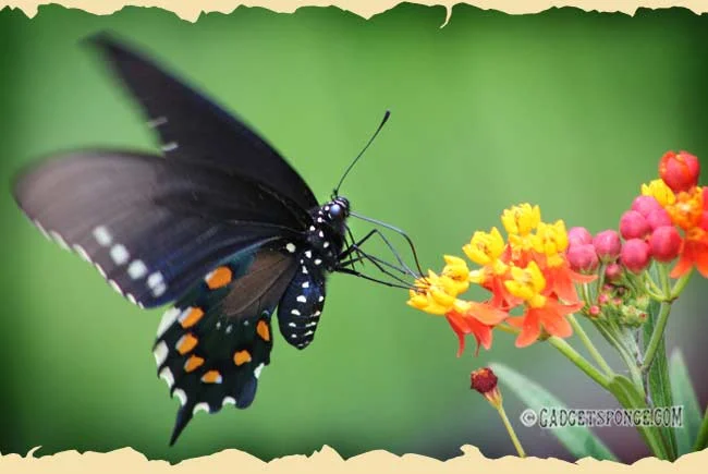 pipevineswallowtailbutterfly2012.jpg