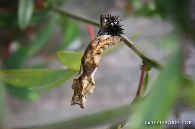 gulffritillarycaterpillar4.jpg