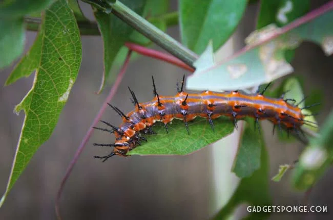 gulffritillarycaterpillar3.jpg
