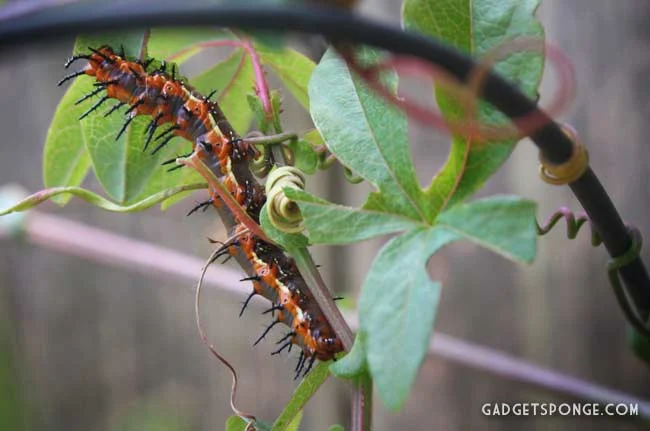 gulffritillarycaterpillar2.jpg