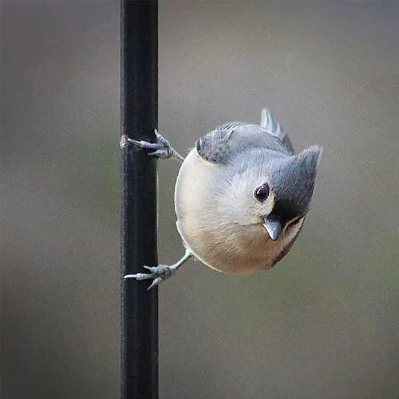 Tufted Titmouse Visit