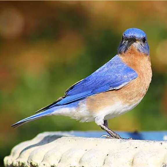 Spring Has Spring with Birds &amp; New Blooms