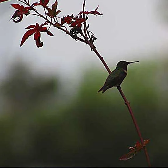 Waiting Out The Rain...