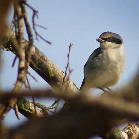 Birding Trip Snapshots