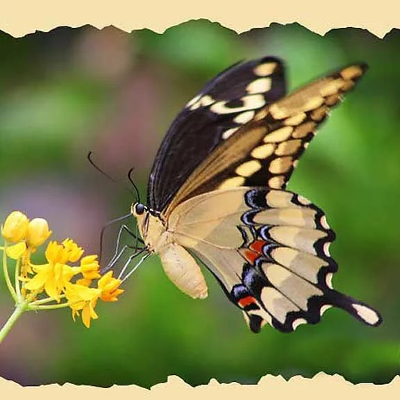 Giant Swallowtail Butterfly