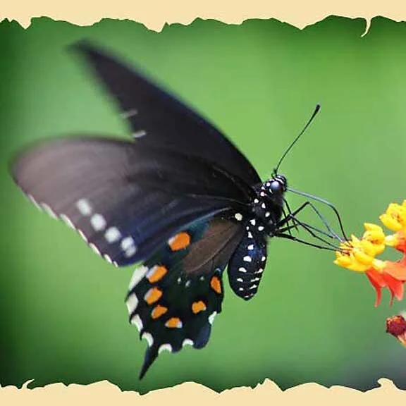 Sunday Butterfly Visitors