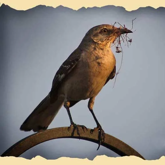 Mockingbird Nesting