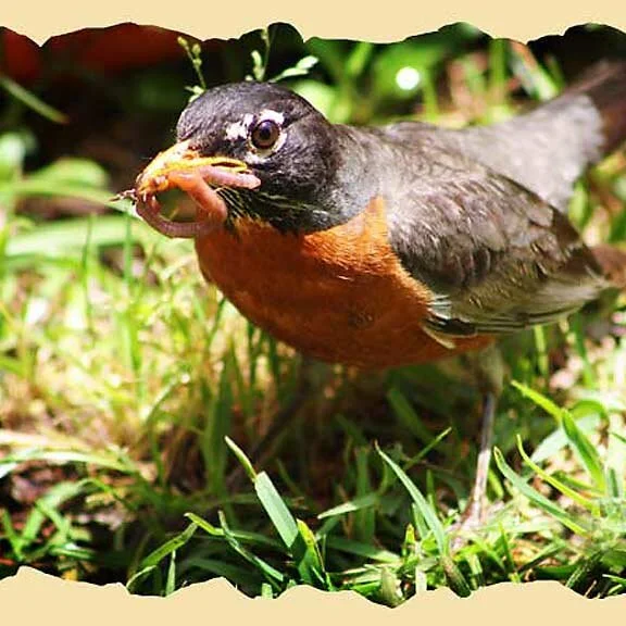 Sunday Birds...
