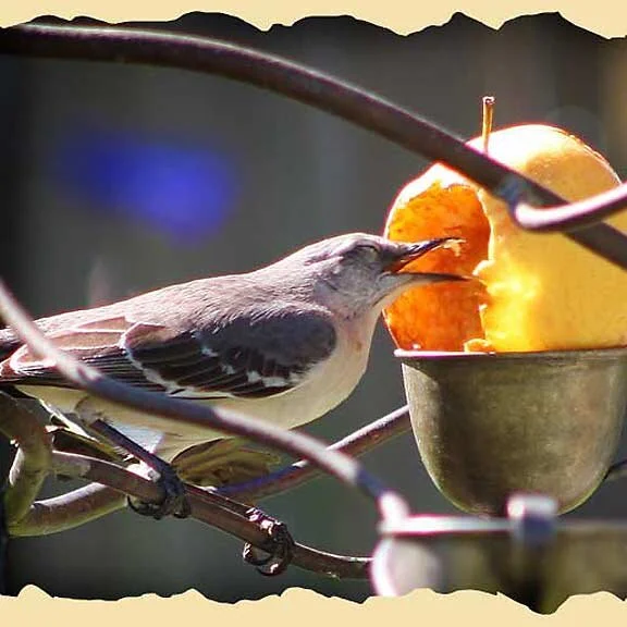 Winged Visitors....