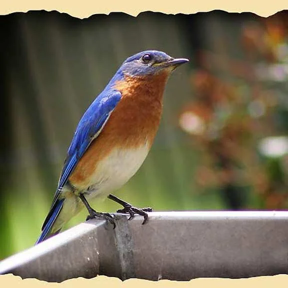 Happy Bluebird Sunday!