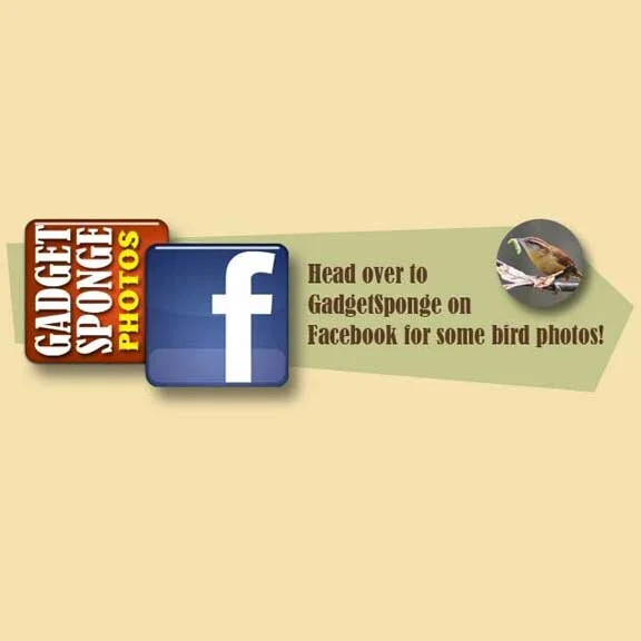 New Bird Photos Just Released!