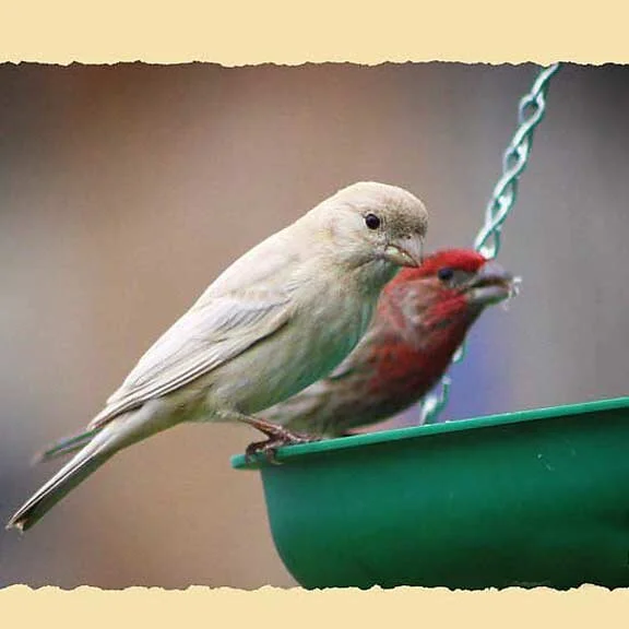 Leucistic Bird:  House Finch
