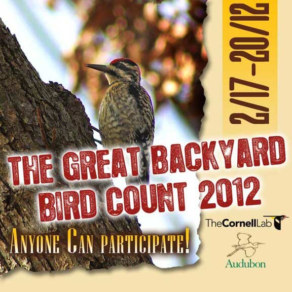 Great Backyard Bird Count -- Participate!