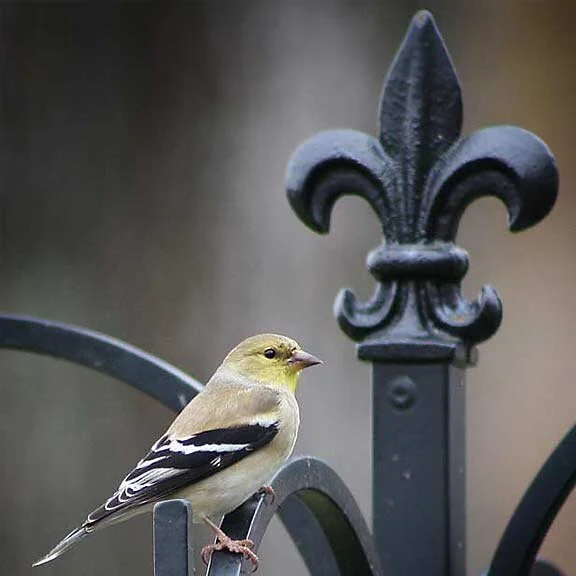 Valentine's Day Bird Count