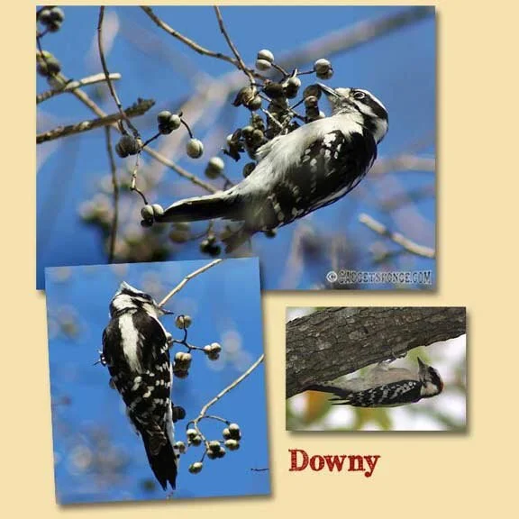 Woodpeckers Galore!