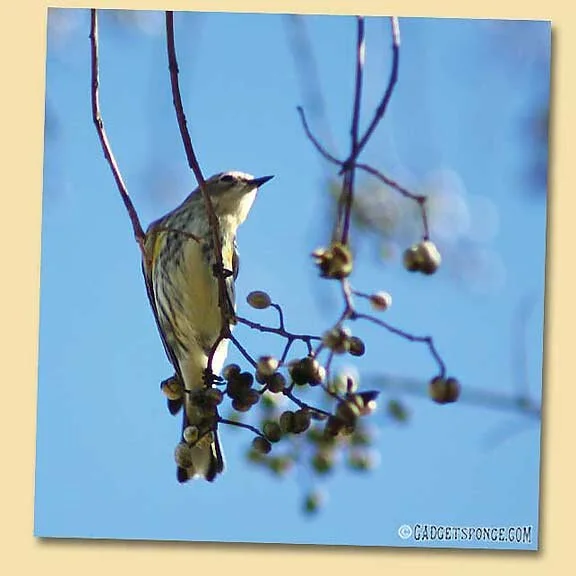 Yellow-Rumped Warblers