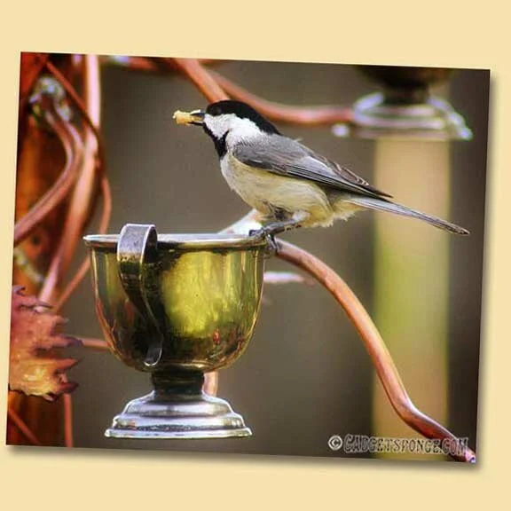 Carolina Chickadee Activity