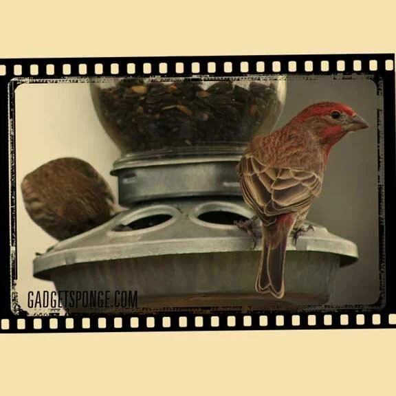 House Finch Visitors