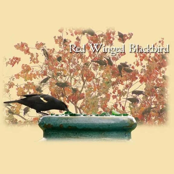 Red Winged Blackbirds 
