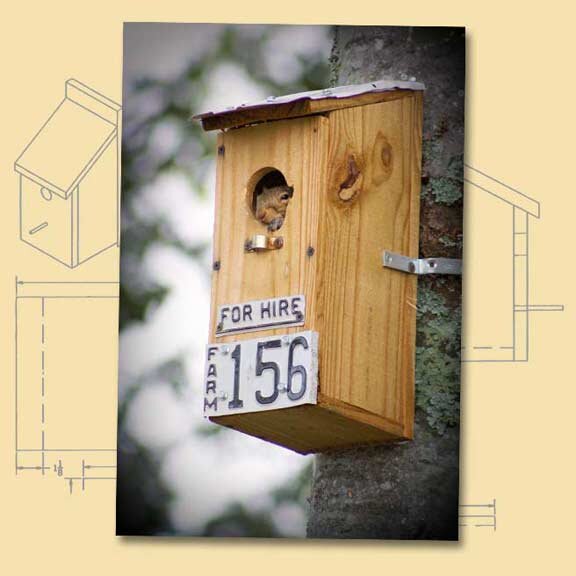 Woodpecker Box Squatter.....