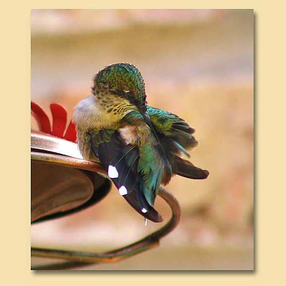 Pregnant Ruby-Throated Hummingbird?
