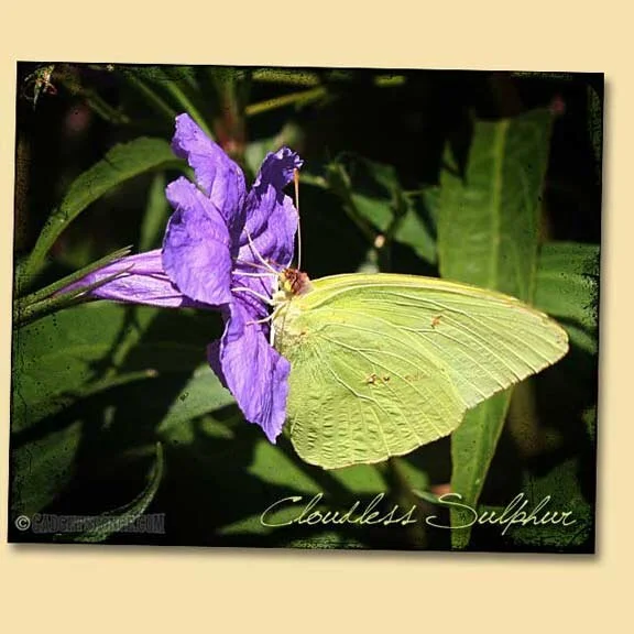 Cloudless Sulphur Butterfly Visit