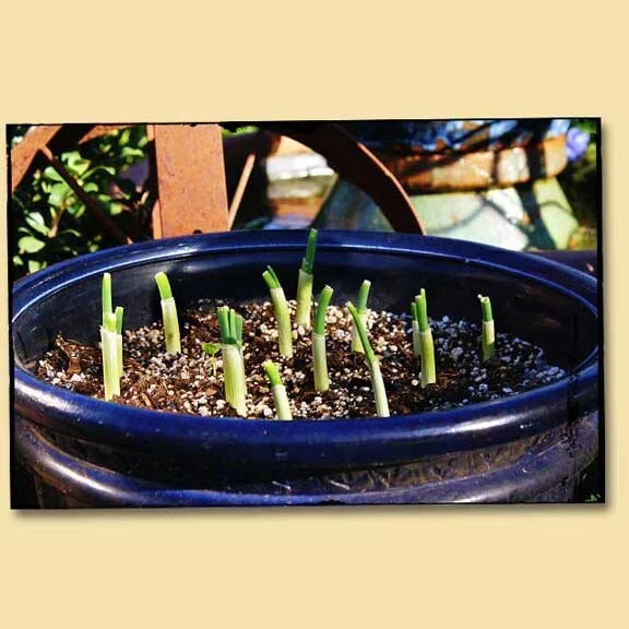 Green Onions On The Grow -- FREE!