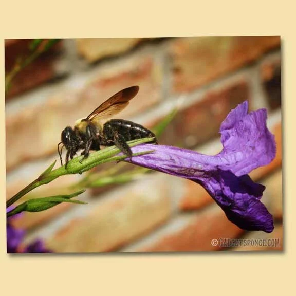Nectar Robbing