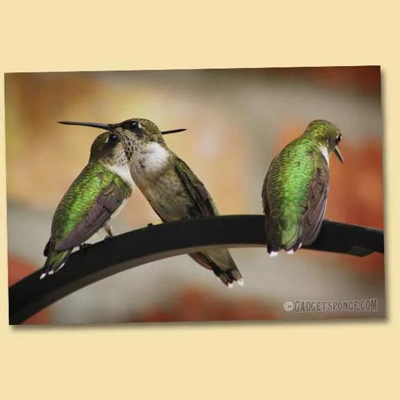Busy Bully Ruby Throated Hummingbird
