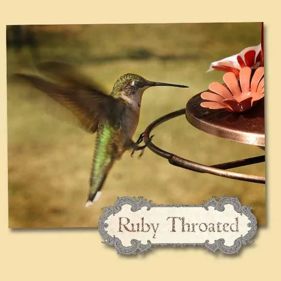 Remote Ruby Throated Hummingbird Morning