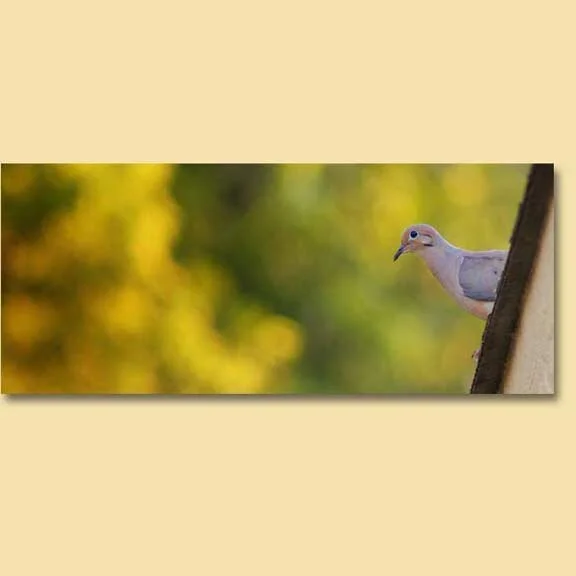 Lonely Mourning Doves.....Lonely Me.....