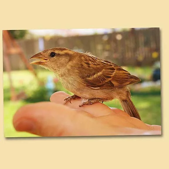 Stunned House Sparrow