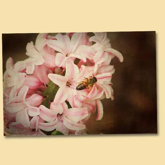 Wordless Wednesday - Bee On Hyacinth