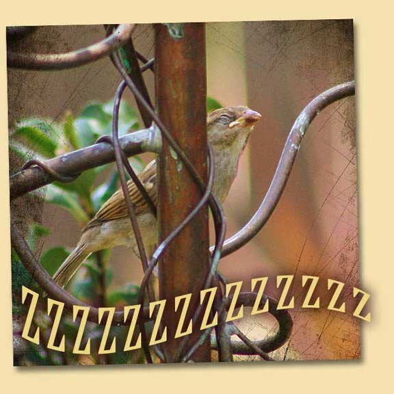 Sleeping Sparrow