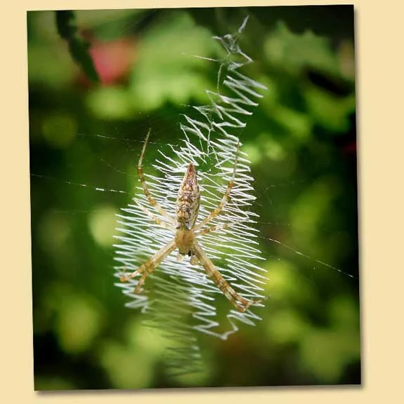 Garden Spider Hanging Out