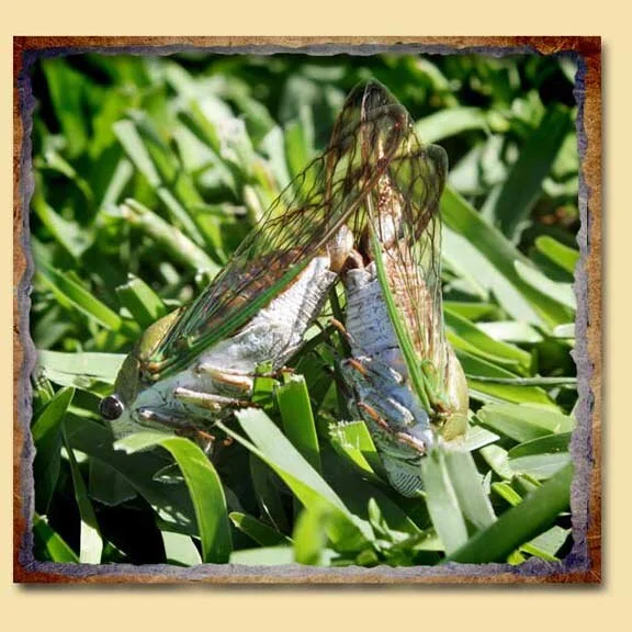 It's Cicada Season!